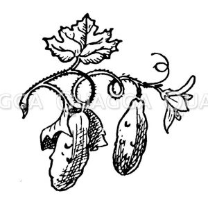 Vignette: Gurkenpflanze mit Blüte