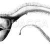Saccopharynx Pelecanoides