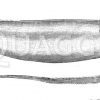 Saccopharynx ampullaceus
