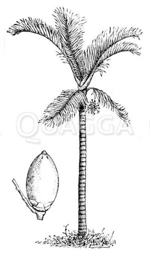 Betelpalme mit Frucht
