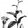 Tabakspflanze mit Blüte und Frucht