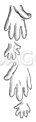 Chirotherium