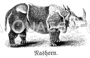 Nashorn