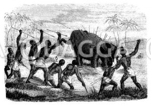 Gejagtes und mit Speeren durchlöchertes Elefantenweibchen