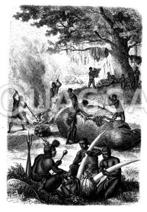 Ausweiden eines gejagten Elefanten