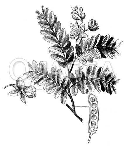 Tamarindenbaum