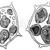 Aleuronkörner in der Zelle des Endosperms von Ricinus communis