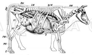 Skelett und innere Organe einer Kuh