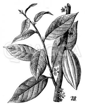 Kakaopflanze mit Frucht