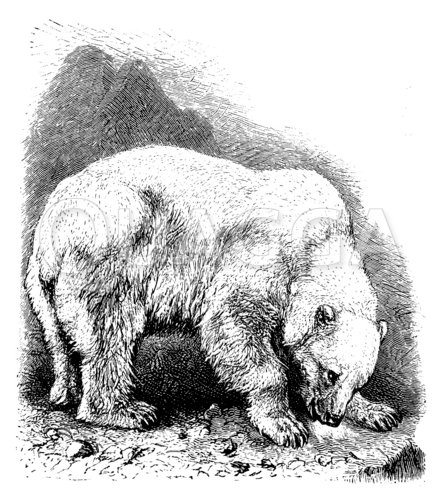Eisbär