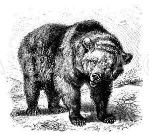 Braunbär