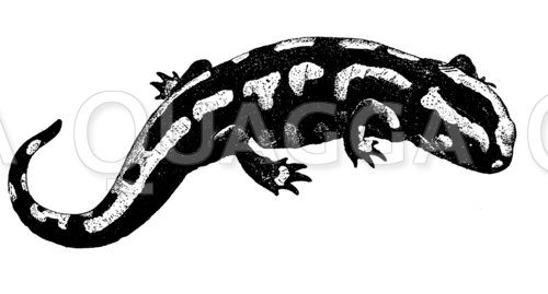 Feuersalamander