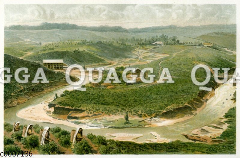 Teeplantage auf Ceylon