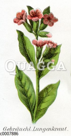 Gebräuchliches Lungenkraut