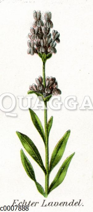 Lavendel