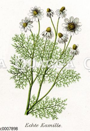 Kamille