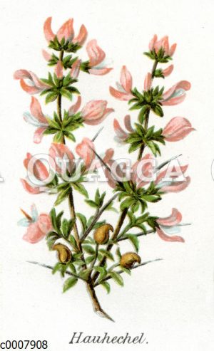 Hauhechel