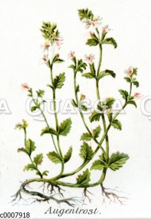 Augentrost