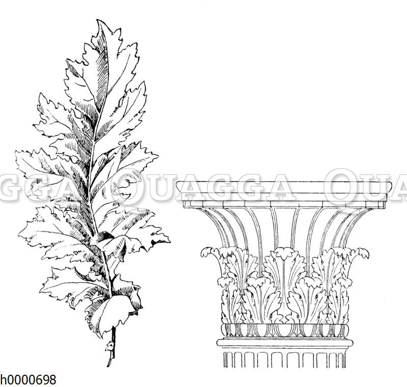 Echte Bärenklaue: Blatt und Kapitell einer korinthischen Säule mit Akanthusblättern