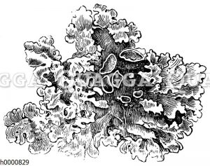 Schildflechte