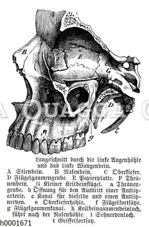 Mensch: Schädel