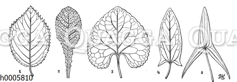 Rose: Blatt