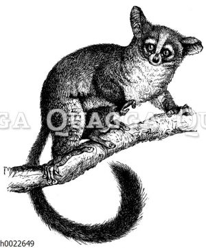 Galago