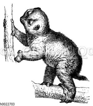 Potto