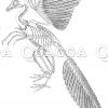 Archaäopteryx: Skelett und Teil des Federkleides