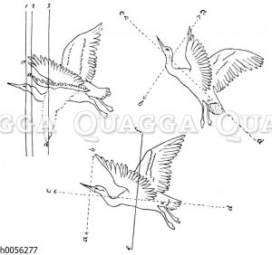 Skizzen Leonardo da Vincis zum Vogelflug