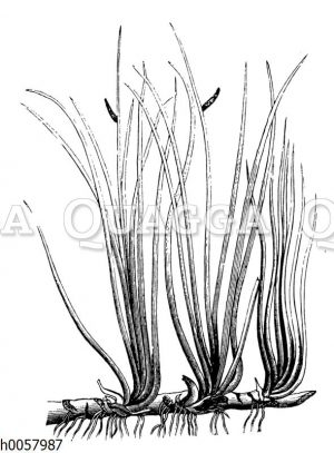 Kalmus