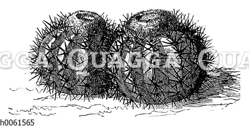 Melocactus