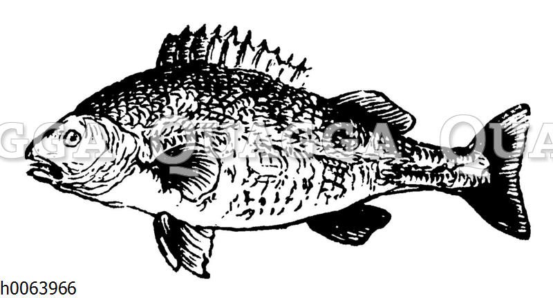 Fisch