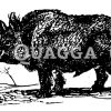 Wildschwein