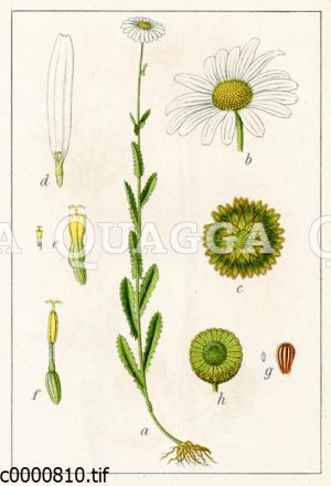 Magerwiesen-Margerite