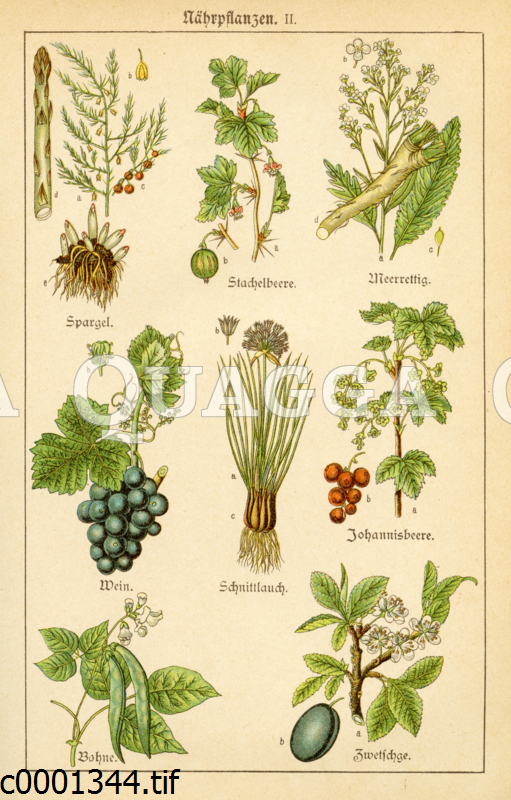 Nutzpflanzen Quagga Illustrations