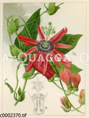 Scharlachrote Passionsblume