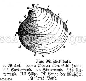 Muschelschale