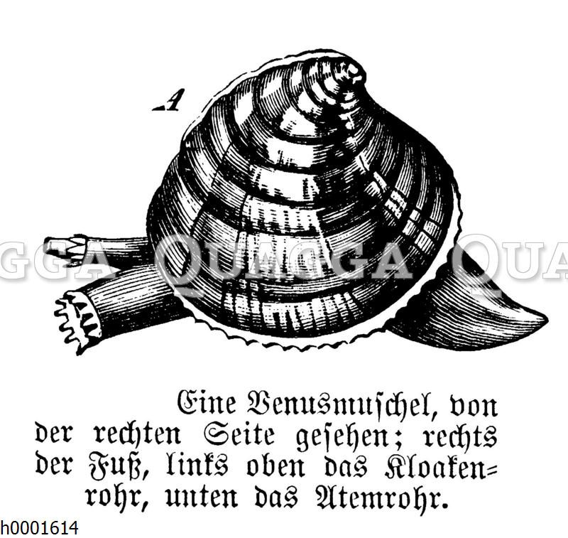 Venusmuschel