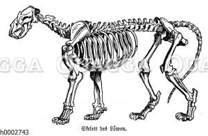 Löwe: Skelett