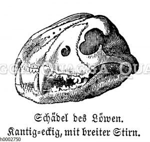 Löwe: Schädel