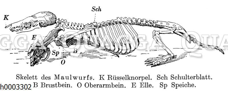 Maulwurf: Skelett