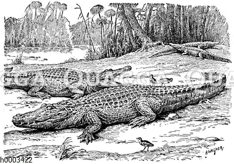 Nilkrokodil
