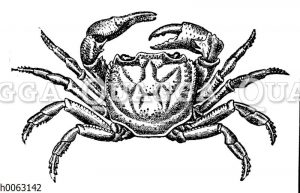Flusskrabbe