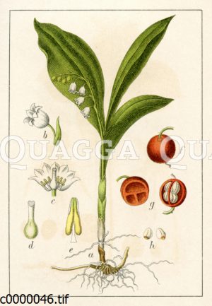 Echtes Maiglöckchen