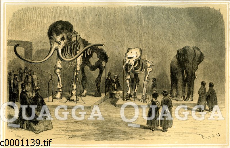 Mammut im Museum in St. Petersburg