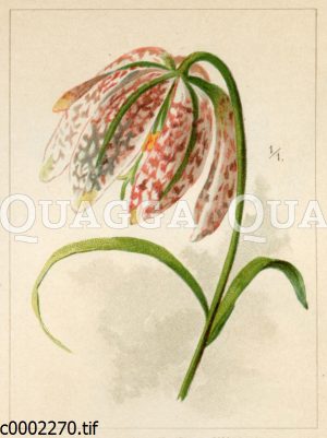 Schachbrettblume