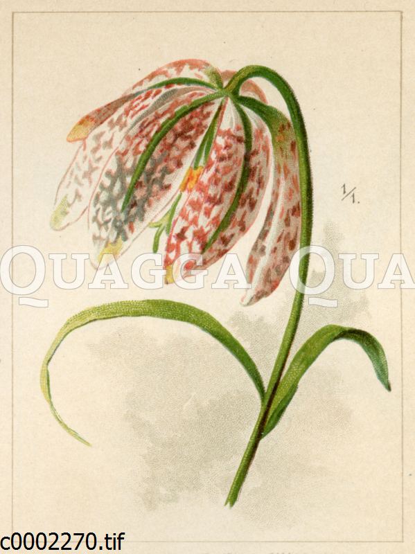 Schachbrettblume