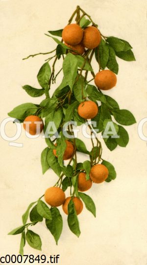 Zweig mit Orangen