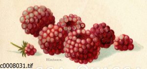 Himbeere